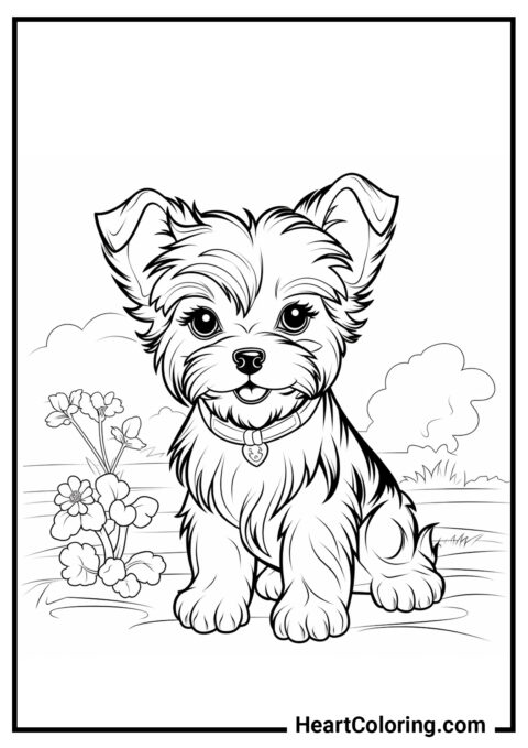Cachorro de Yorkshire Terrier - Dibujos para colorear de perros y cachorros