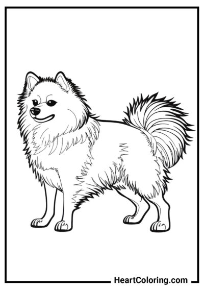 Spitz Alemão - Desenhos para colorir de cães e filhotes