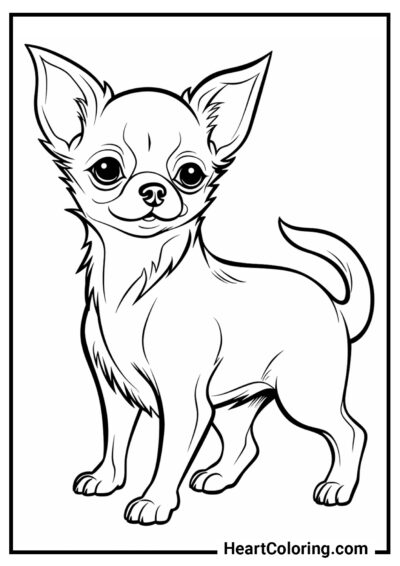 Chihuahua - Ausmalbilder Hunde und Welpen