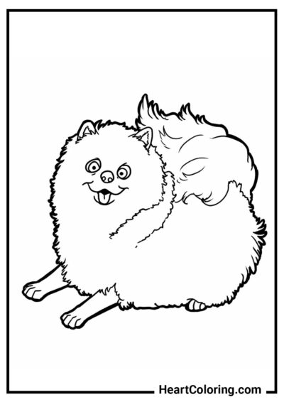 Lustiger Pomeranian - Ausmalbilder Hunde und Welpen