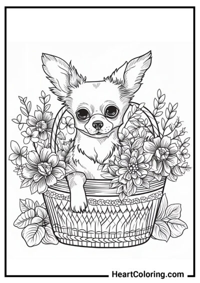 Chihuahua en una cesta floral - Dibujos para colorear de perros y cachorros