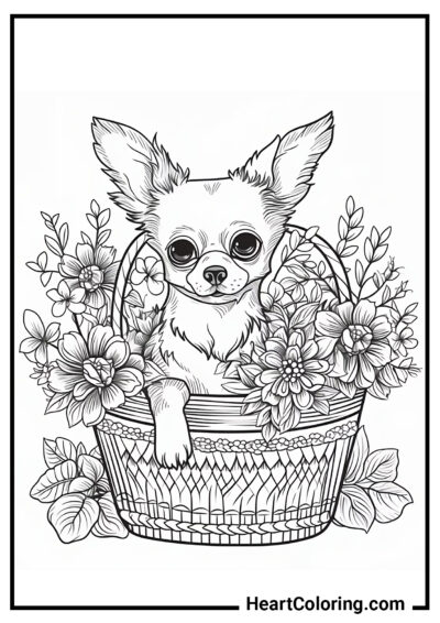 Chihuahua in einem Blumenkorb - Ausmalbilder Hunde und Welpen