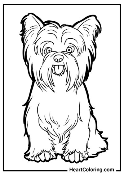 Yorkshire Terrier fofo - Desenhos para colorir de cães e filhotes