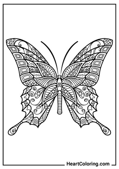 Erstaunliche Schönheit - Ausmalbilder Schmetterlinge
