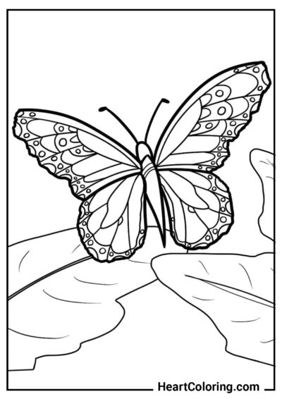 Butterfly among the leaves - Butterfly Coloring Pages