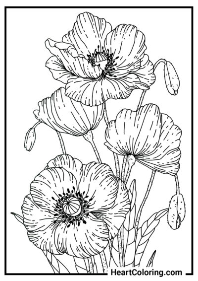 Lovely poppy - Summer Coloring Pages