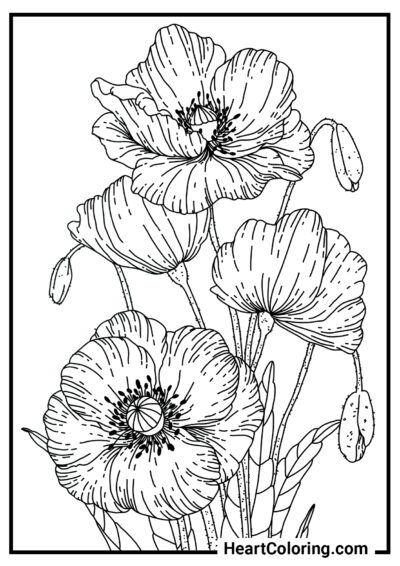 Charmant coquelicot - Coloriage Été