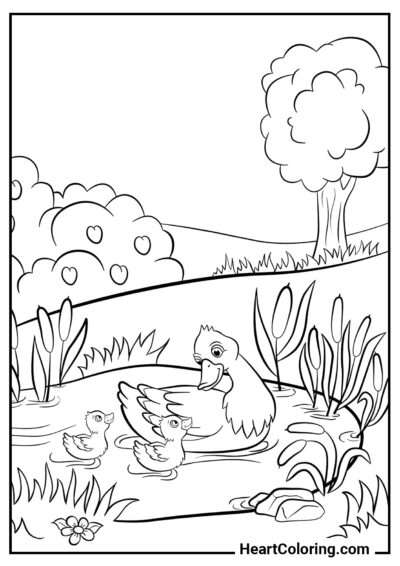 Maman canard avec des canetons - Coloriages de Printemps