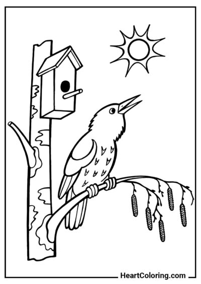 Página Estorninho perto da casinha de passarinho para colorir e se divertir