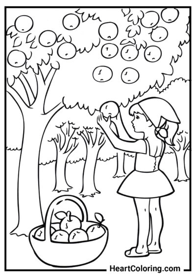 Девочка собирает яблоки - Раскраски Лето