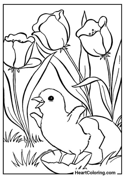 Pintinho saindo do ovo — pintura divertida da categoria "Desenhos da Primavera para Colorir"