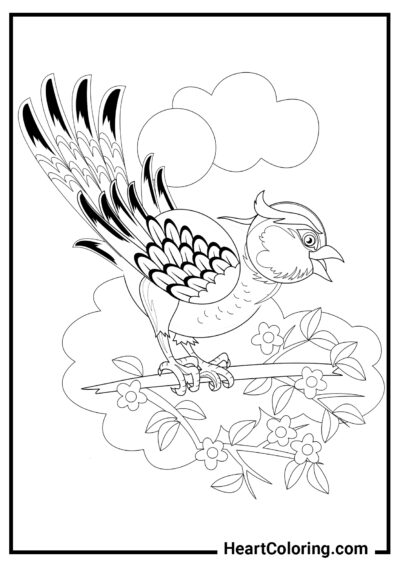 Mignon oiseau - Coloriage Été