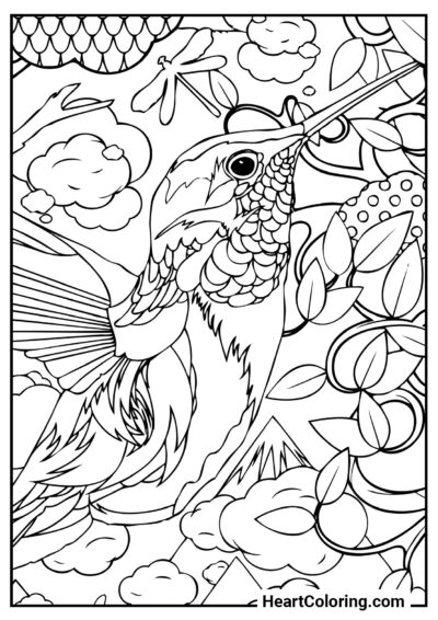 Hummingbird - Adult Coloring Pages