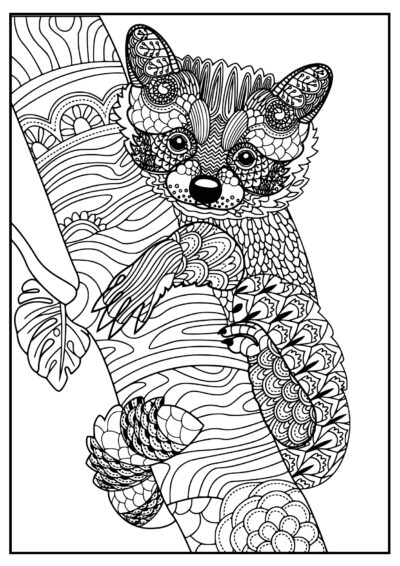 Cute raccoon - Adult Coloring Pages