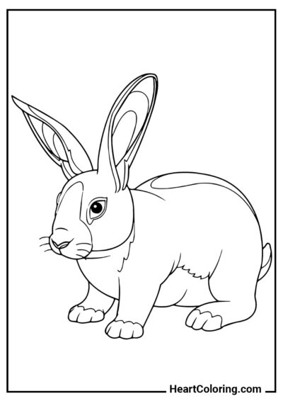 Красивый кролик - Раскраски Зайчиков и Кроликов
