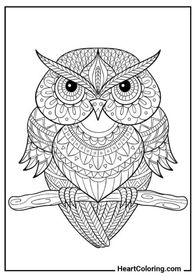 Chouette - Coloriages Anti-stress