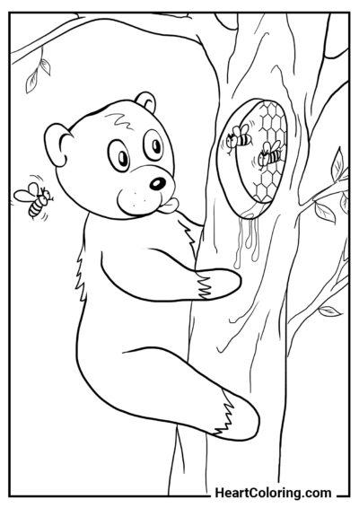 Медведь на дереве - Раскраски Медведи