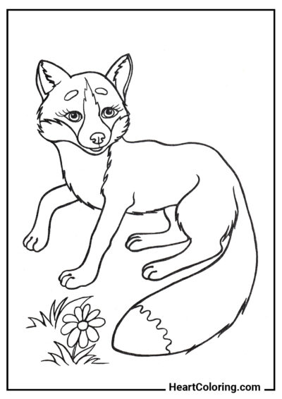 Beautiful Fox - Foxes Coloring Pages