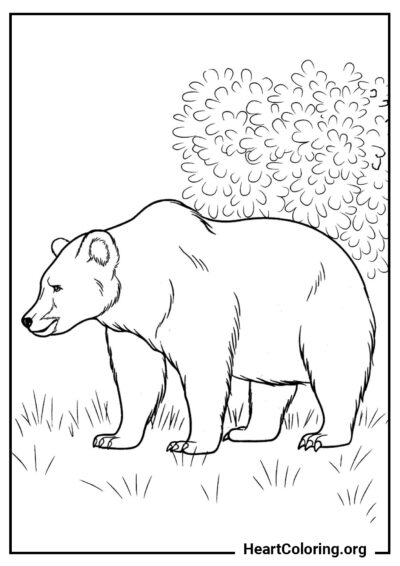 Orso Bruno nella Foresta - Disegni di Orsi da Colorare