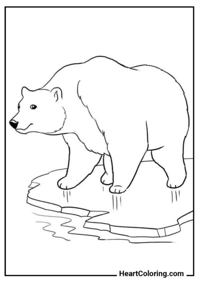 Медведь на льдине - Раскраски Медведи