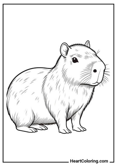 Realistic Capybara - Capybara Coloring Pages